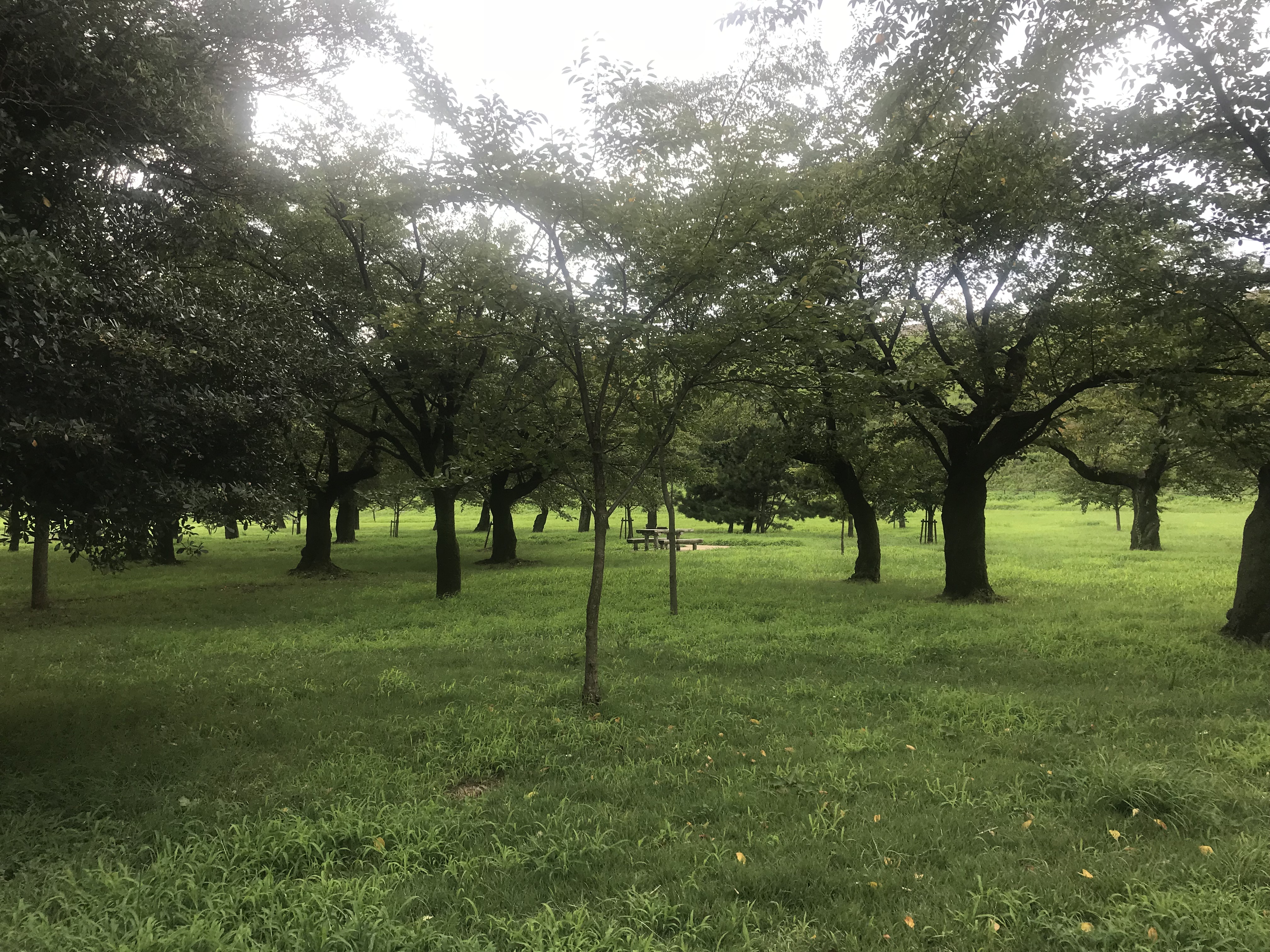 都立狭山公園 多摩湖に遊びに行こう 川越 狭山 所沢の新築一戸建て 土地ならアイエー住宅販売